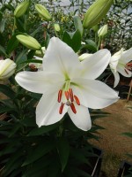 [4339 Salvetia VZ No02.JPG]